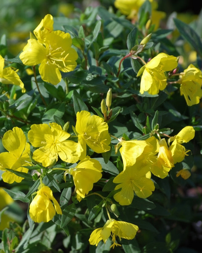 Oenothera fruticosa (Sundrops)