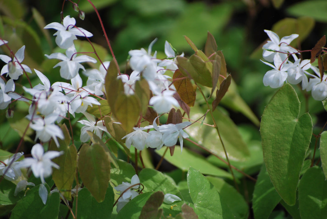 Epimedium x youngianum 'Niveum' (Barrenwort)