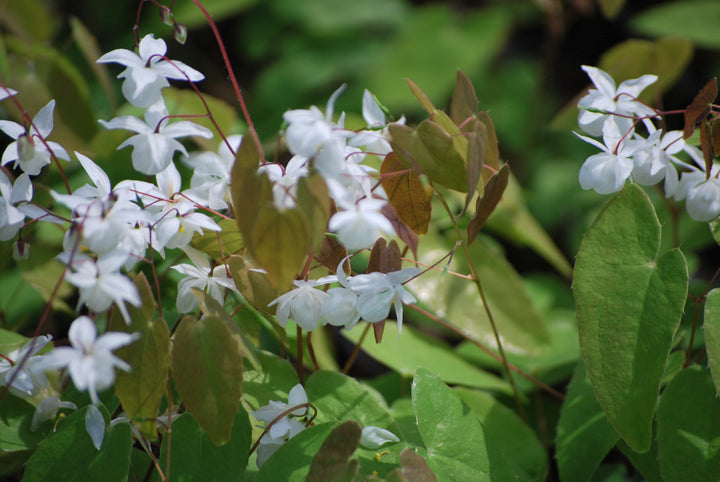 Epimedium x youngianum 'Niveum' (Barrenwort)