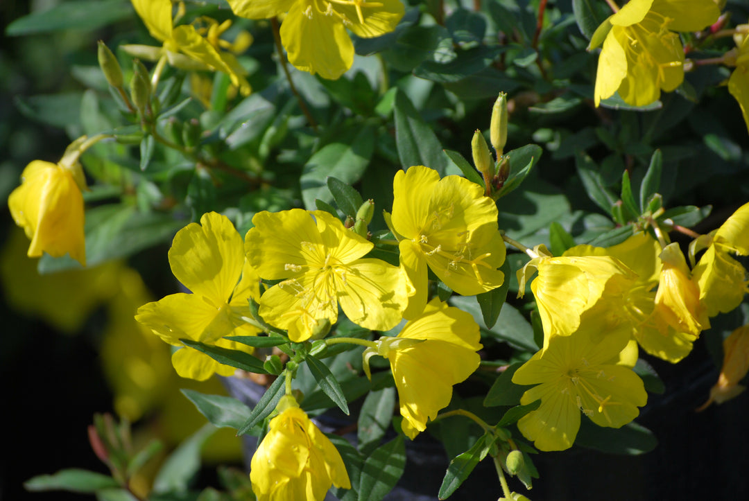 Oenothera fruticosa (Sundrops)
