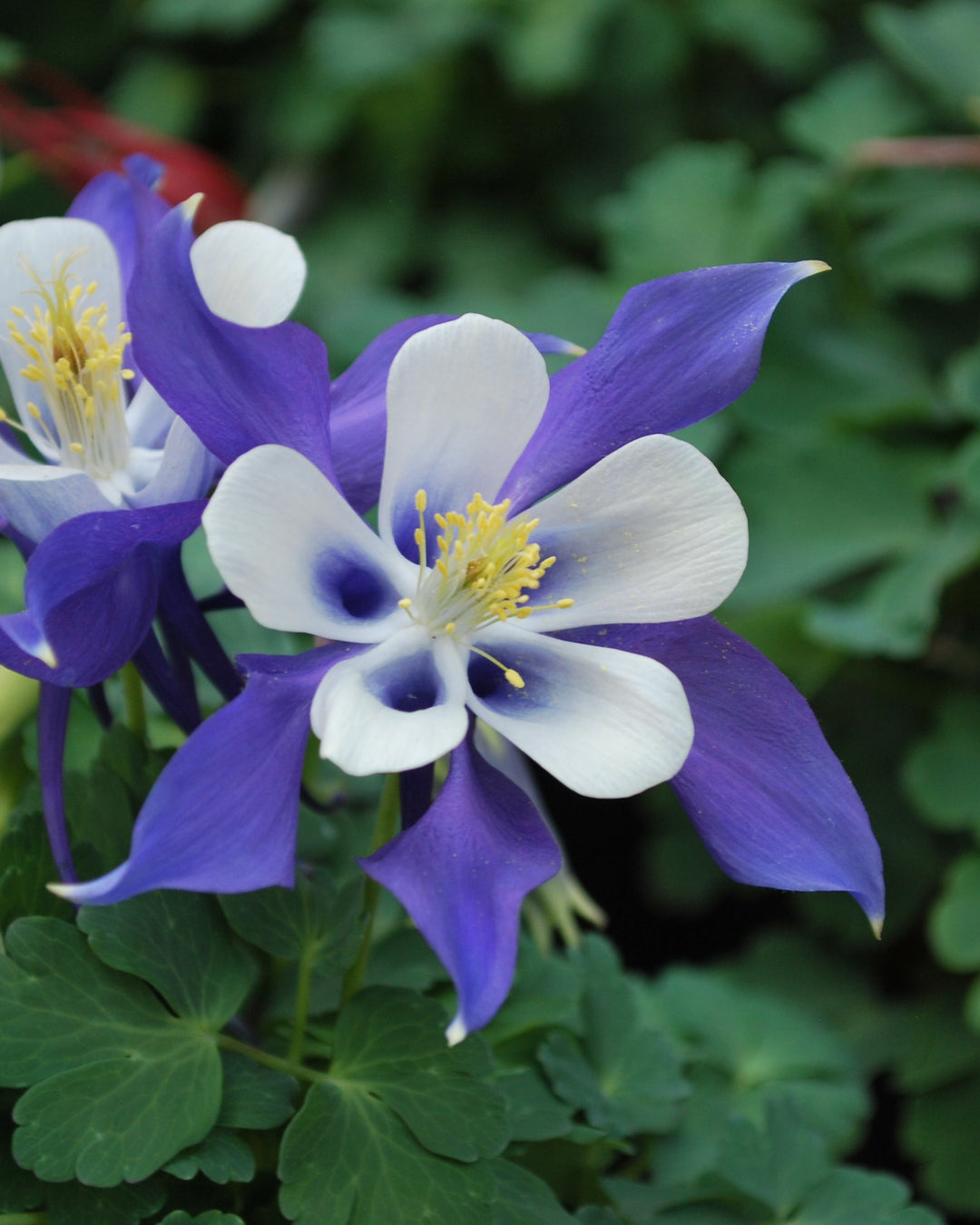 Aquilegia Kirigami™ Deep Blue & White (Columbine)
