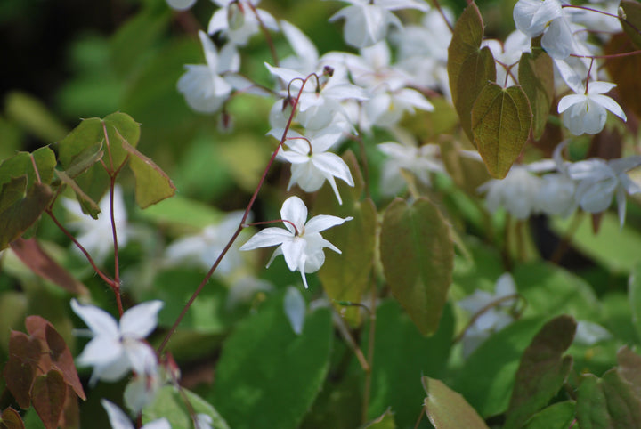 Epimedium x youngianum 'Niveum' (Barrenwort)