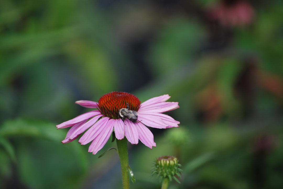 Echinacea purpurea 'Magnus' (Coneflower)