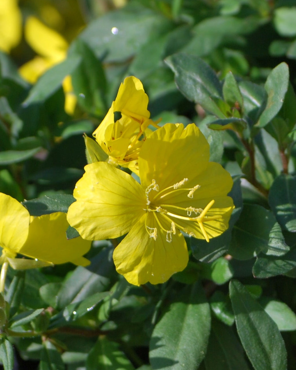 Oenothera fruticosa (Sundrops)
