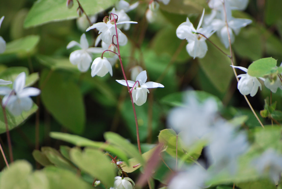 Epimedium x youngianum 'Niveum' (Barrenwort)