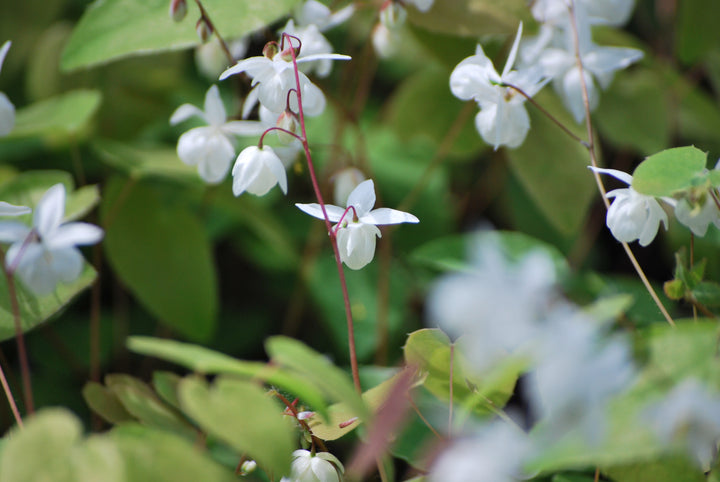 Epimedium x youngianum 'Niveum' (Barrenwort)