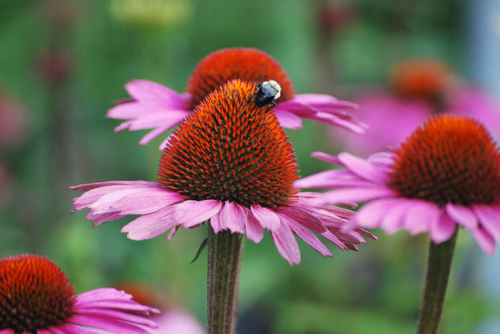 Echinacea purpurea 'Magnus' (Coneflower)