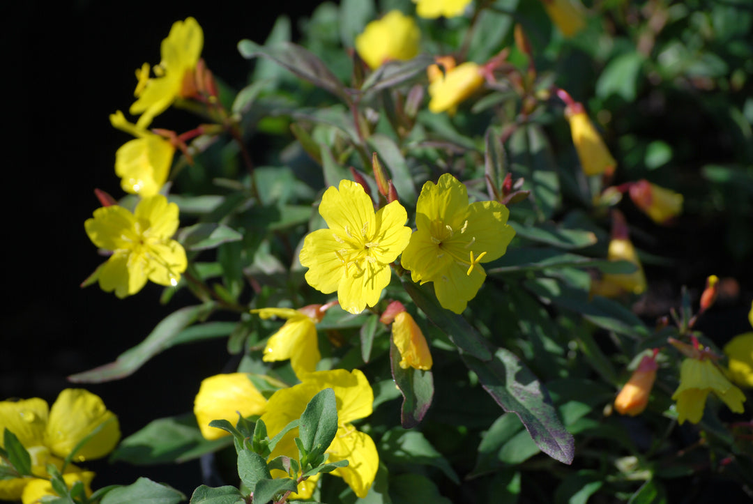 Oenothera fruticosa (Sundrops)
