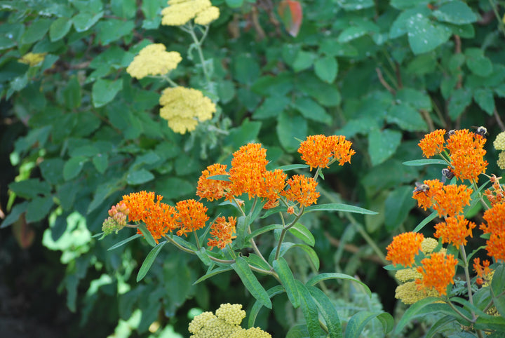 Asclepias tuberosa (Butterfly Weed)