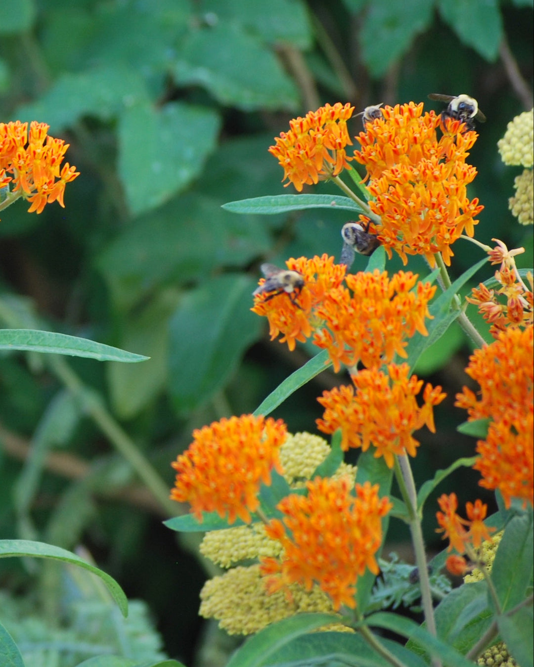Asclepias tuberosa (Butterfly Weed)