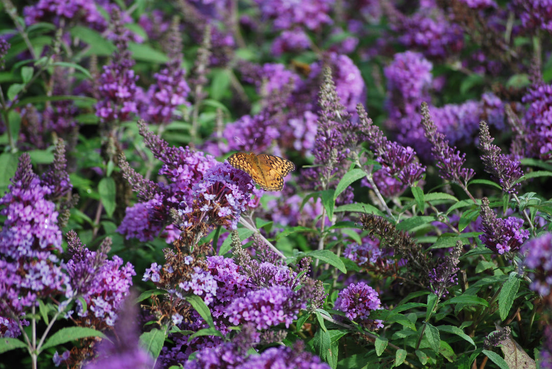 Buddleia Pugster® Amethyst (Butterfly Bush)