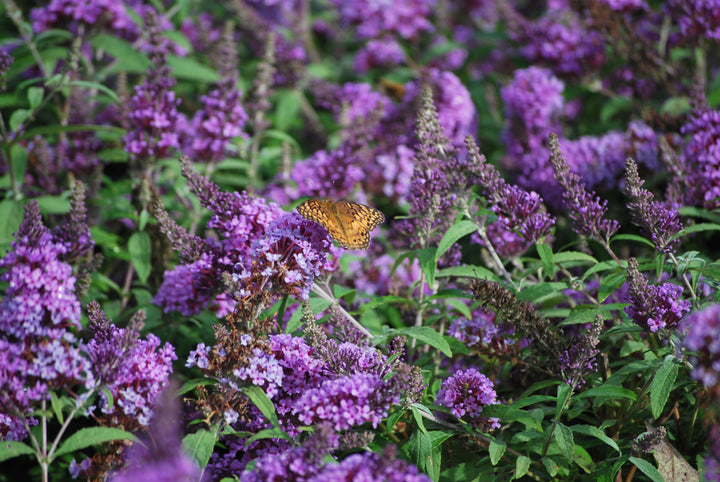 Buddleia Pugster® Amethyst (Butterfly Bush)