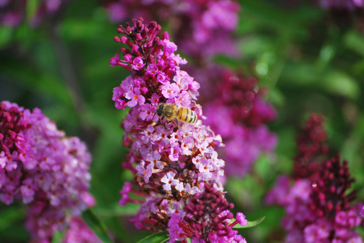 Buddleia Pugster Pinker® (Butterfly Bush)