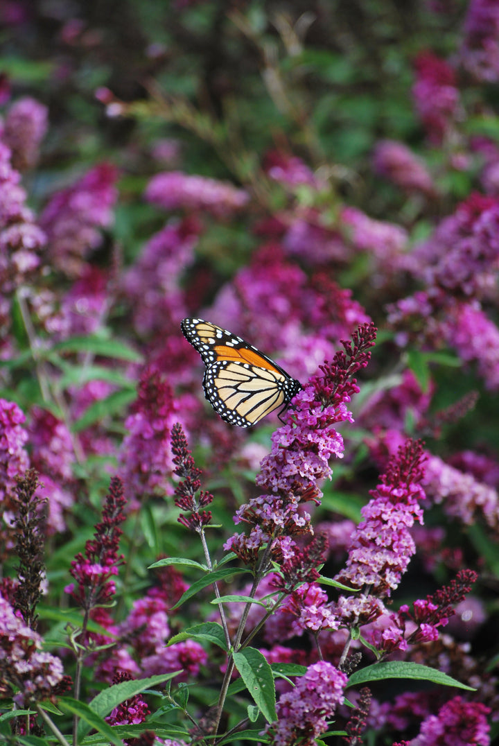 Buddleia Pugster Pinker® (Butterfly Bush)