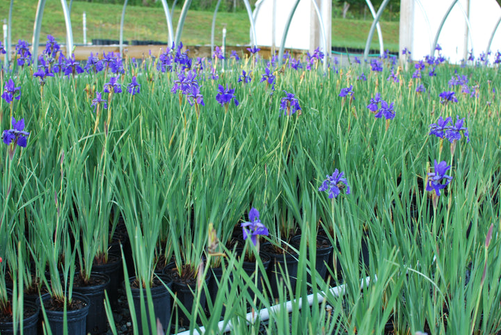 Iris sibirica 'Caesar's Brother' (Siberian Iris)
