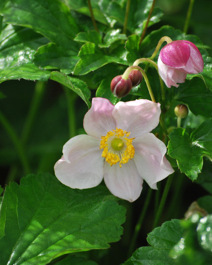 Anemone x hybrida 'September Charm' (Windflower)