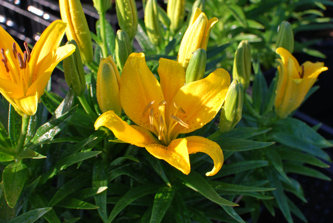 Lilium Lily Looks™ Tiny Bee' (Dwarf Asiatic Hardy Lily)