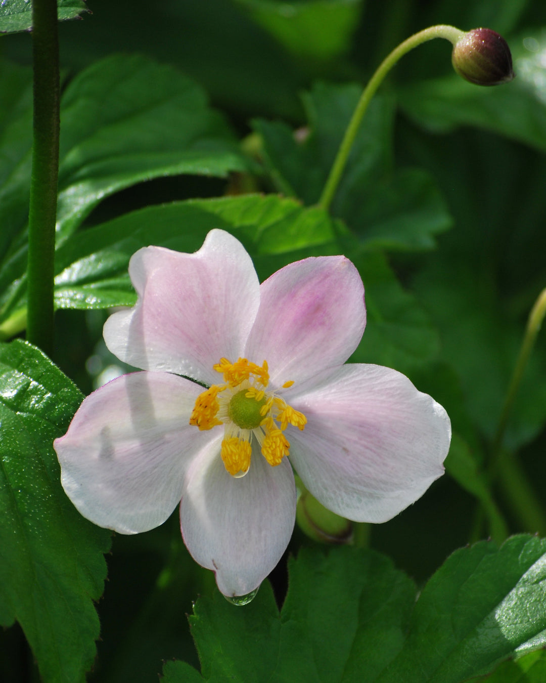 Anemone x hybrida 'September Charm' (Windflower)