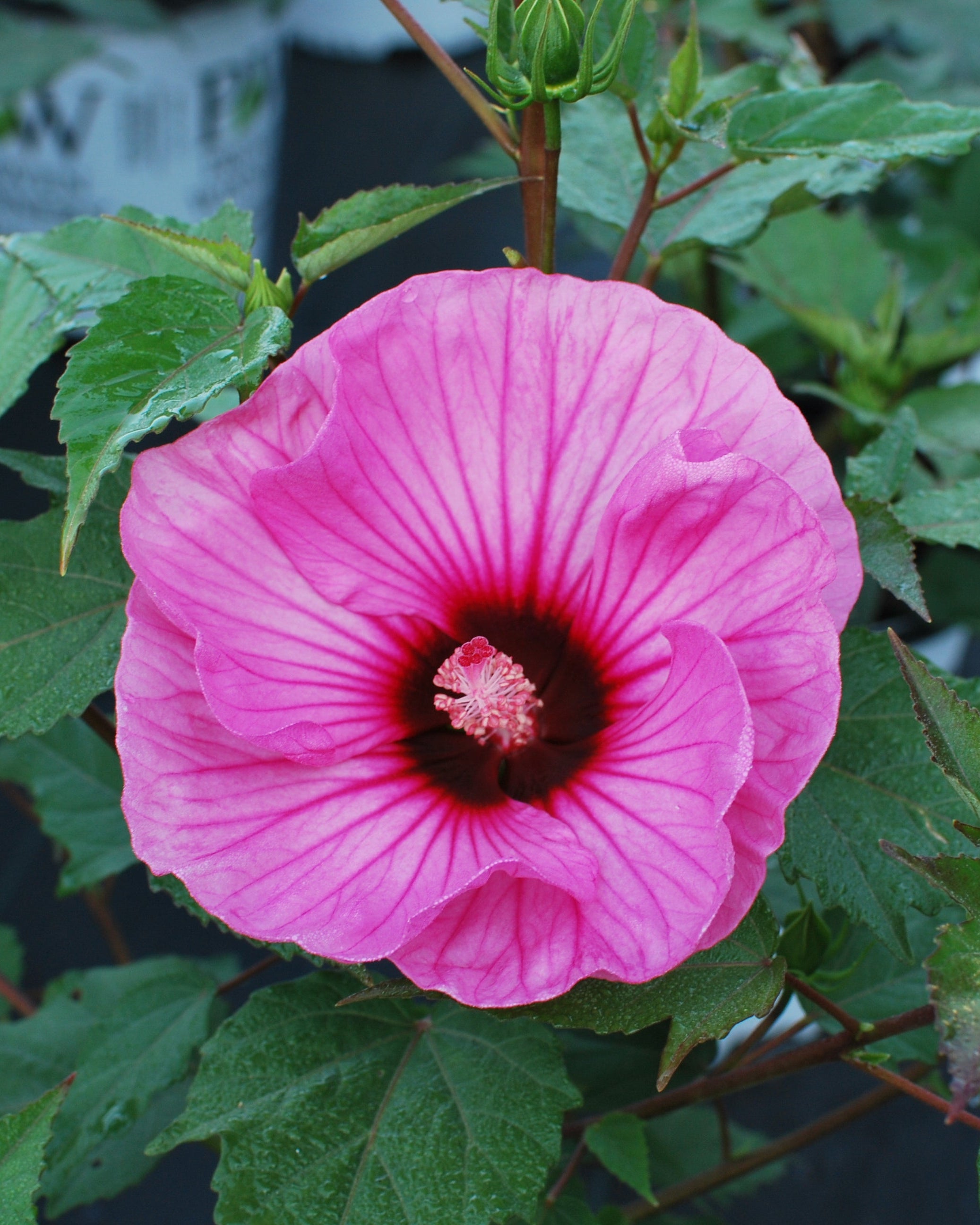 Hibiscus Summerific® 'Candy Crush' (Hardy Hibiscus) – Perennial