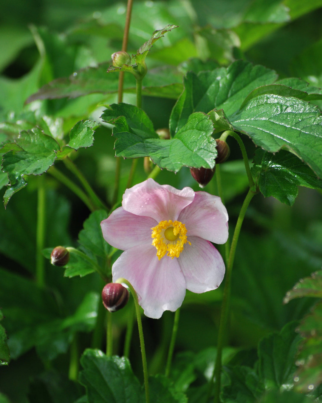 Anemone x hybrida 'September Charm' (Windflower)