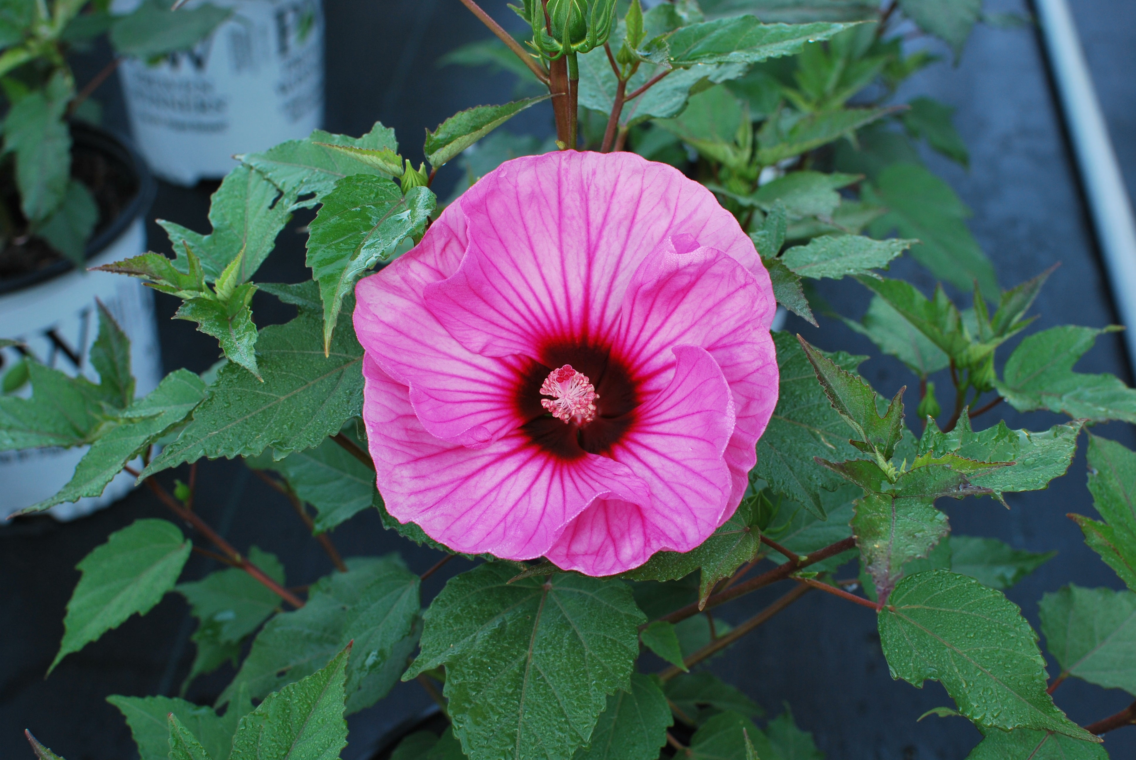 Hibiscus Summerific® 'Candy Crush' (Hardy Hibiscus) – Perennial