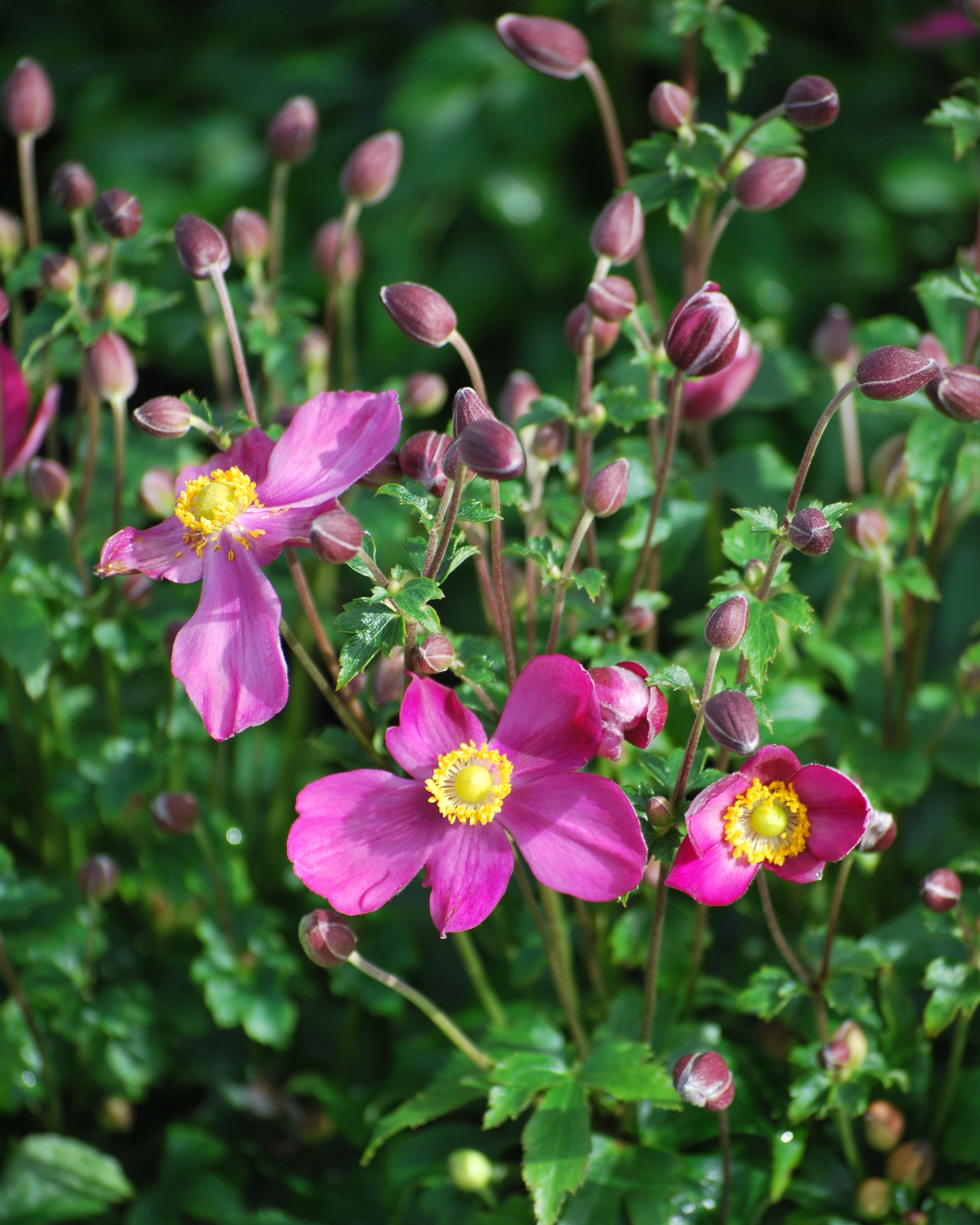 絵画 anemone White Japanese Anemones | Shop | Mill House Fine Art
