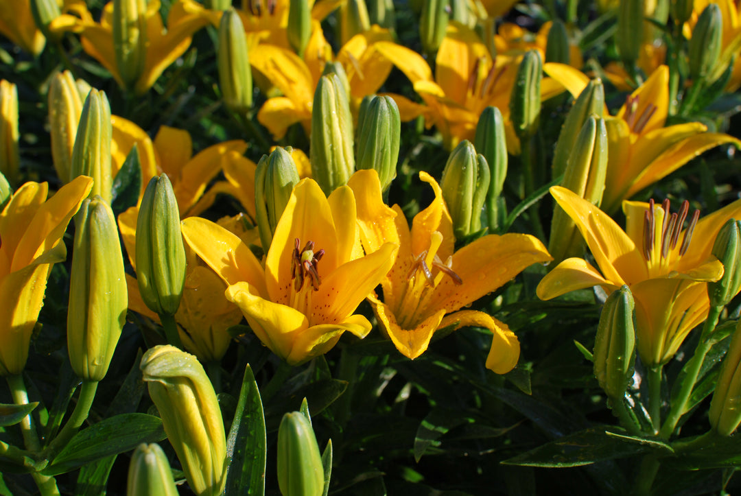 Lilium Lily Looks™ Tiny Bee' (Dwarf Asiatic Hardy Lily)