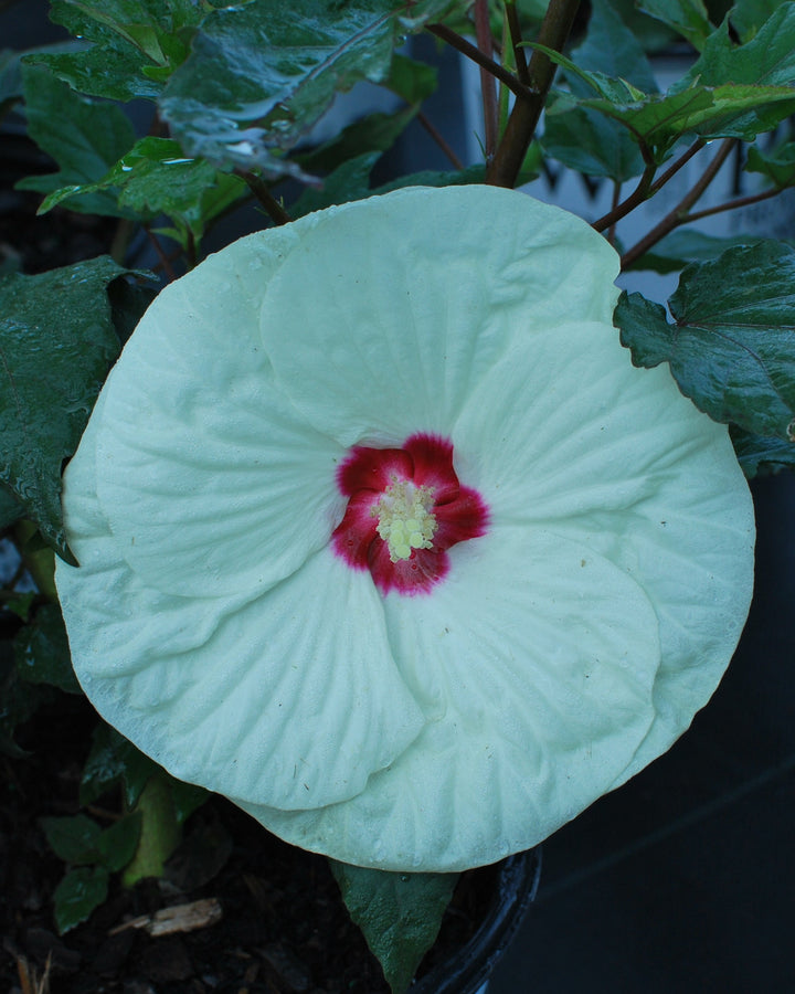 Hibiscus Summerific® 'French Vanilla' (Hardy Hibiscus)