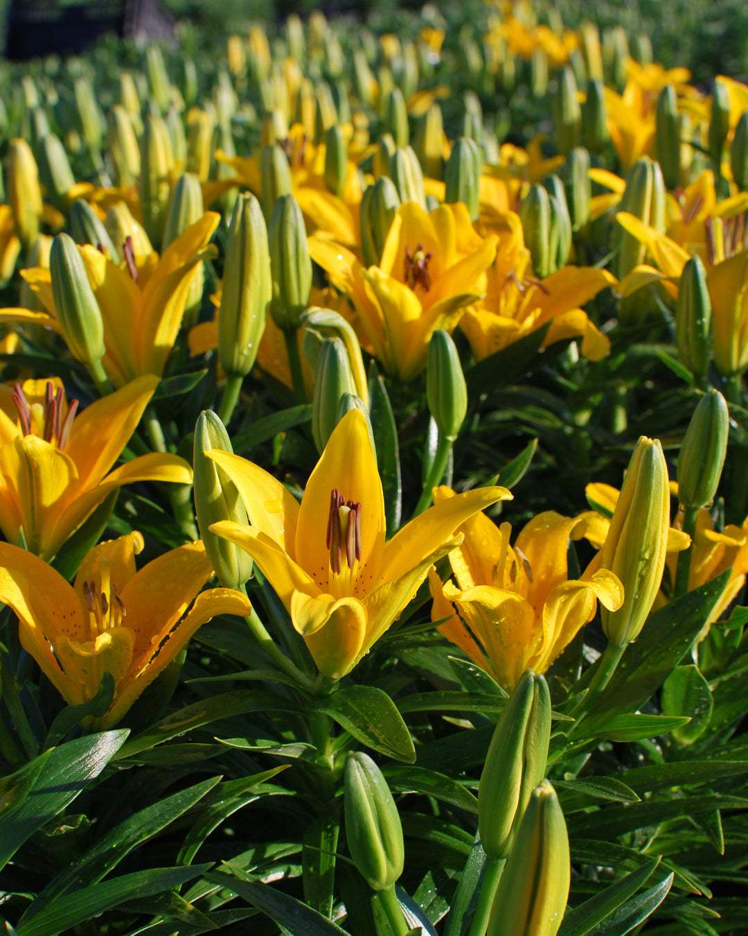 Lilium Lily Looks™ Tiny Bee' (Dwarf Asiatic Hardy Lily)