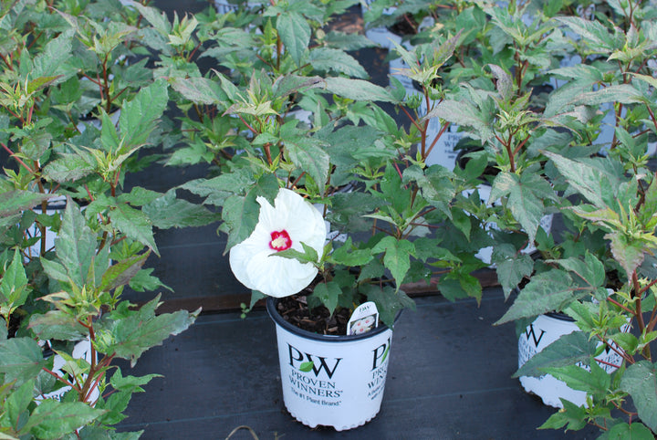 Hibiscus Summerific® 'French Vanilla' (Hardy Hibiscus)