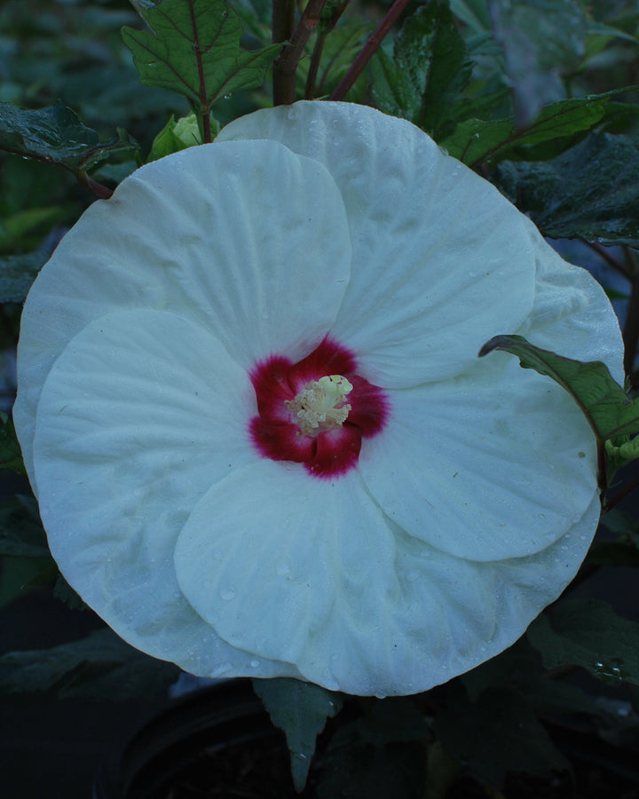 Hibiscus Summerific® 'French Vanilla' (Hardy Hibiscus)