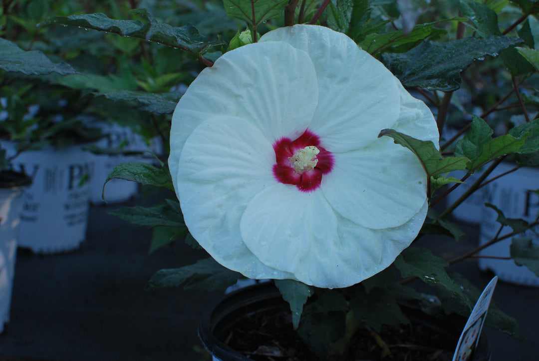 Hibiscus Summerific® 'French Vanilla' (Hardy Hibiscus)