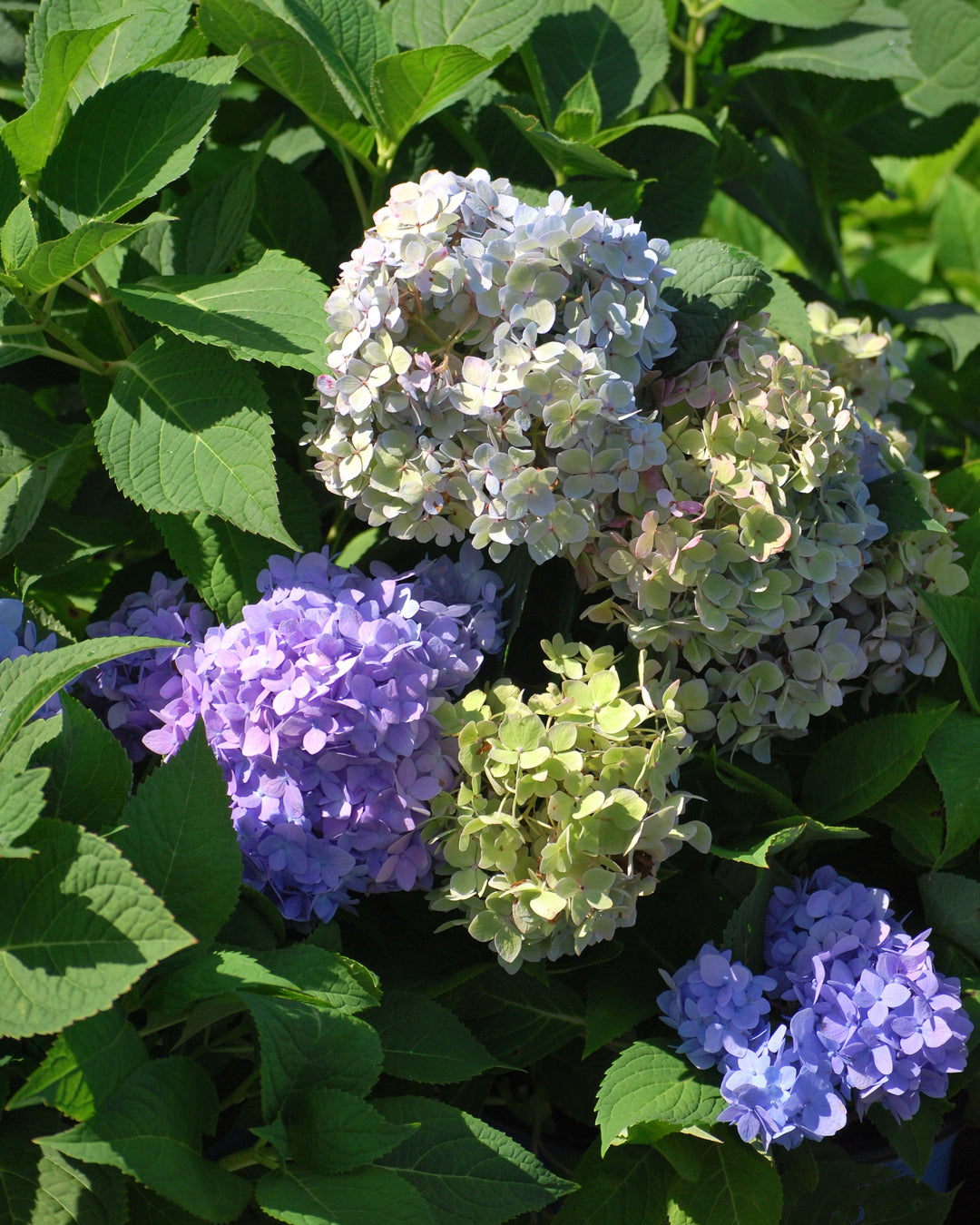 Hydrangea m. Endless Summer® The Original (Big Leaf Hydrangea)