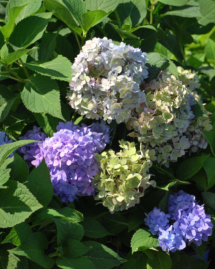 Hydrangea m. Endless Summer® The Original (Big Leaf Hydrangea)