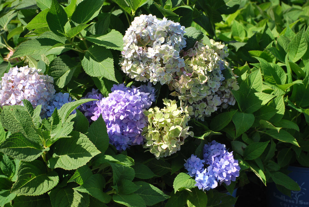 Hydrangea m. Endless Summer® The Original (Big Leaf Hydrangea)