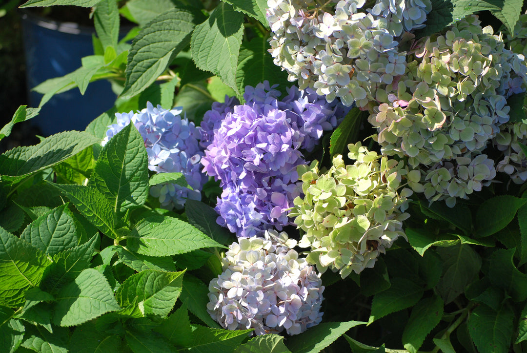 Hydrangea m. Endless Summer® The Original (Big Leaf Hydrangea)