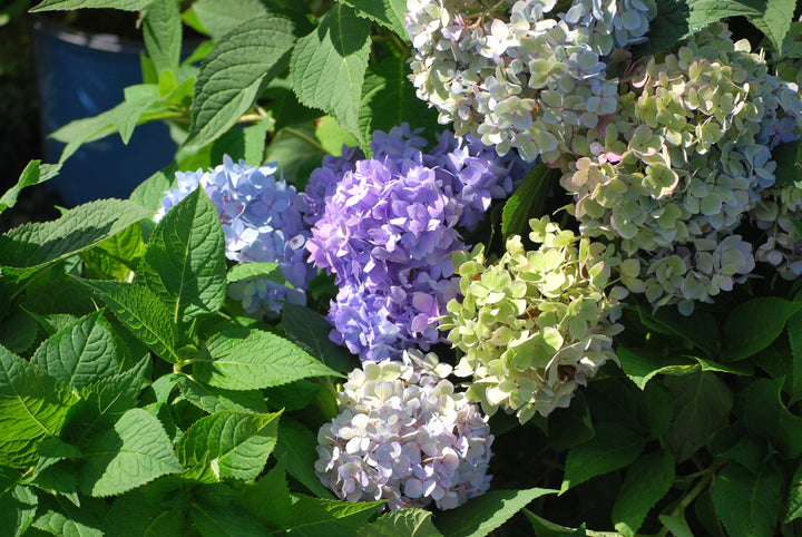 Hydrangea m. Endless Summer® The Original (Big Leaf Hydrangea)