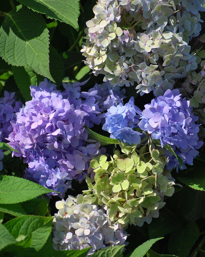 Hydrangea m. Endless Summer® The Original (Big Leaf Hydrangea)