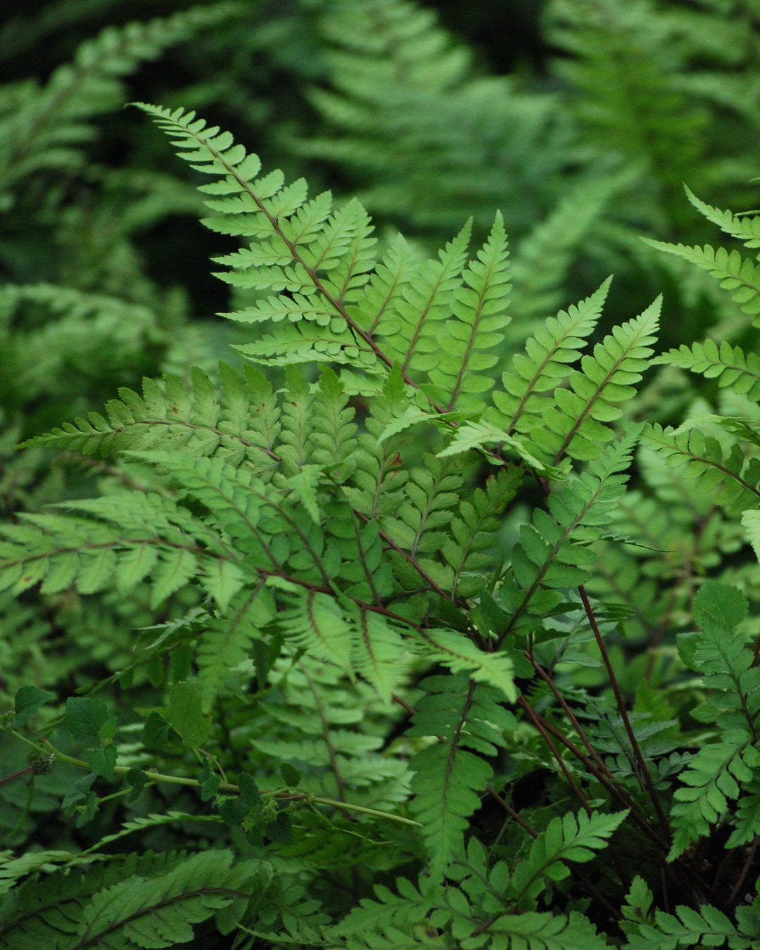 Athyrium otophorum (Limelight Lady Fern)
