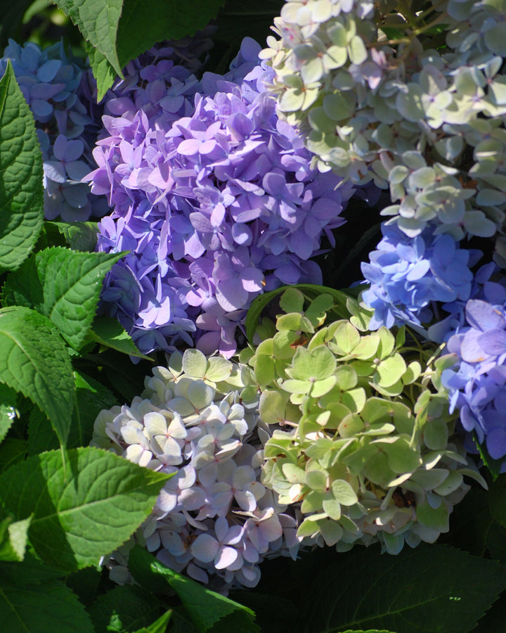Hydrangea m. Endless Summer® The Original (Big Leaf Hydrangea)