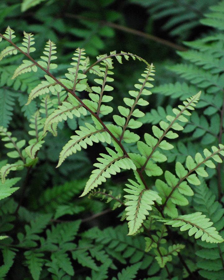 Athyrium otophorum (Limelight Lady Fern)