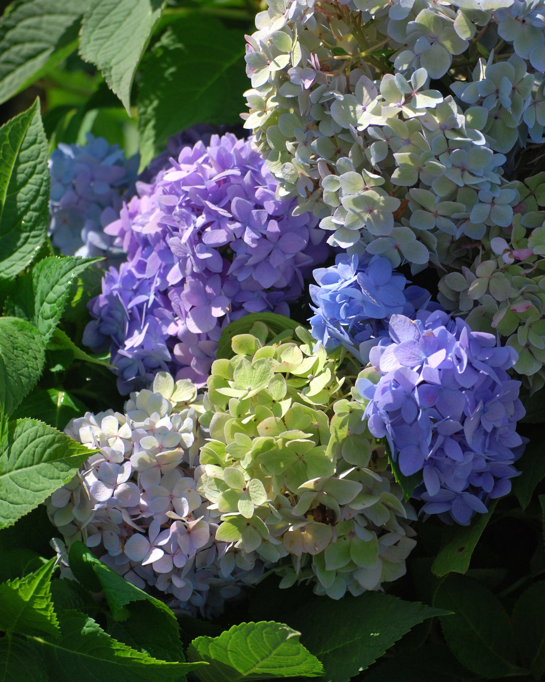 Hydrangea m. Endless Summer® The Original (Big Leaf Hydrangea)