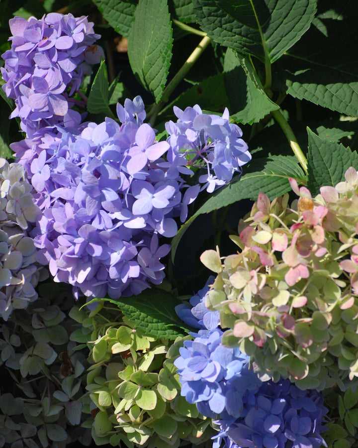 Hydrangea m. Endless Summer® The Original (Big Leaf Hydrangea)