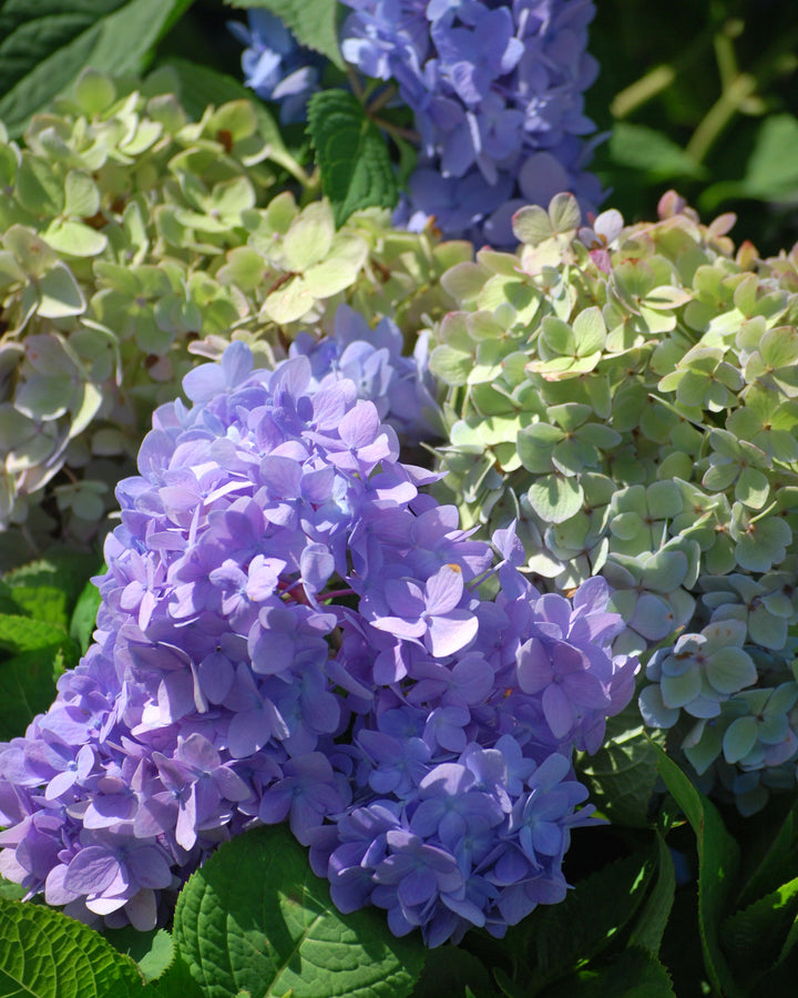 Hydrangea m. Endless Summer® The Original (Big Leaf Hydrangea)