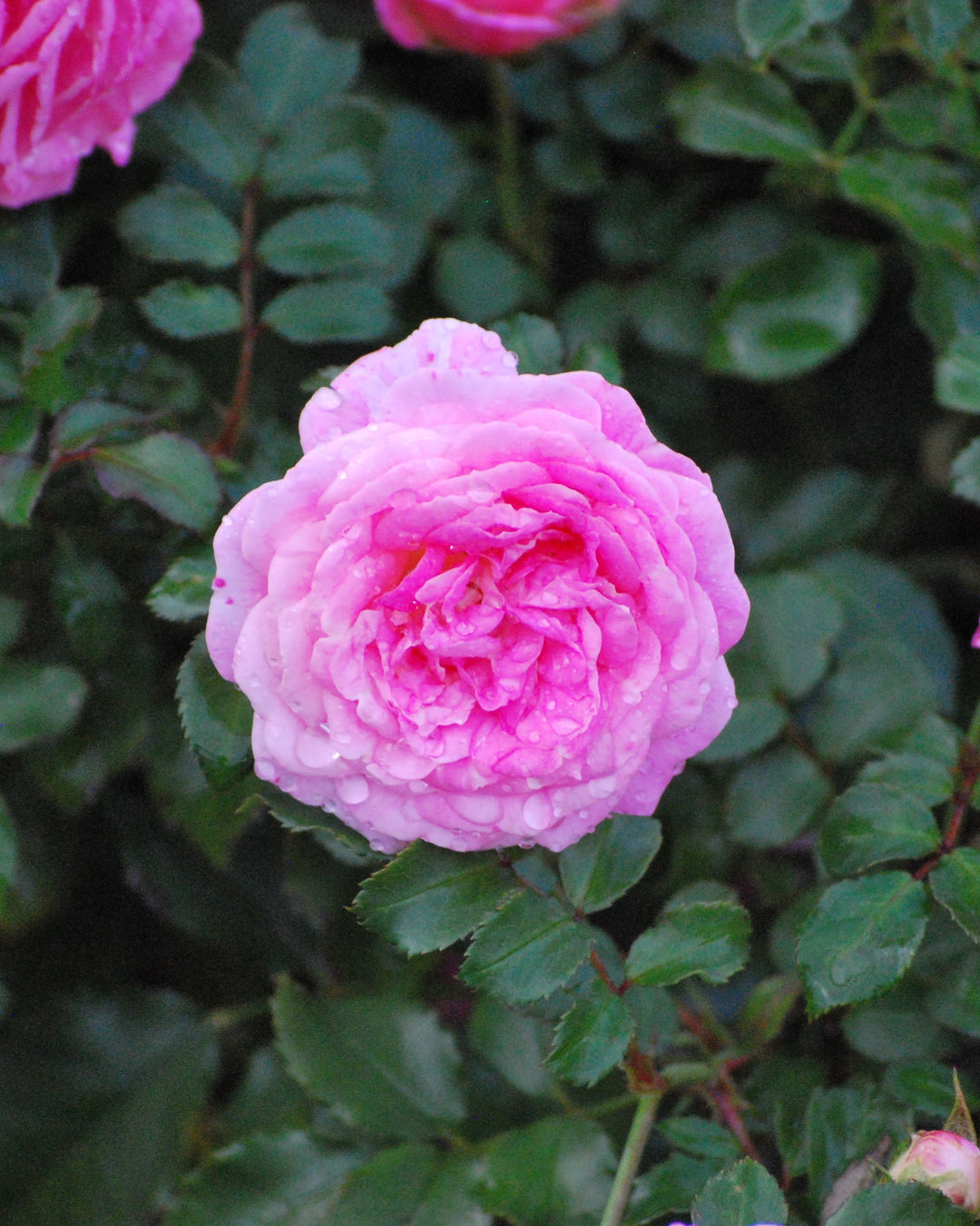 Rosa Sweet Drift®