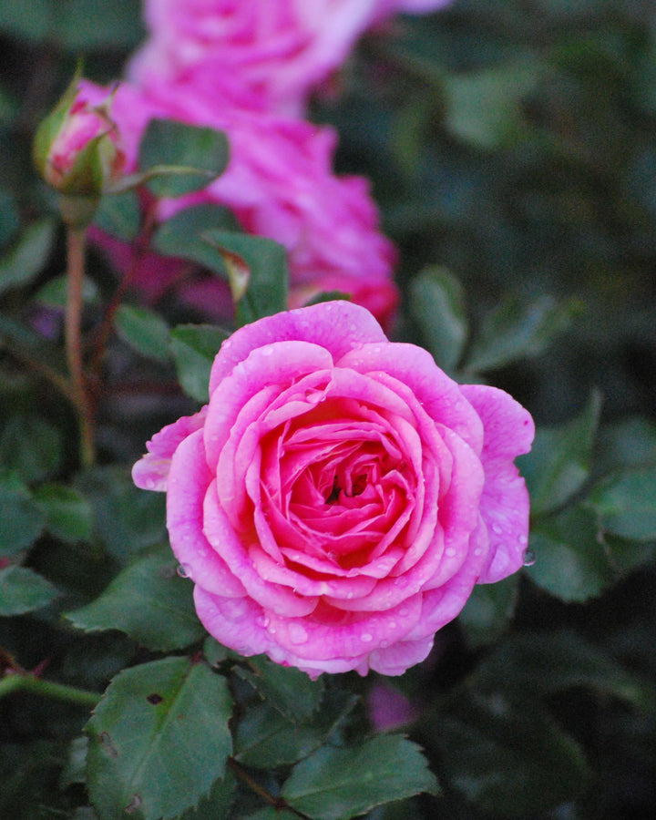 Rosa Sweet Drift®