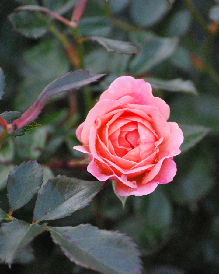 Rosa Apricot Drift®