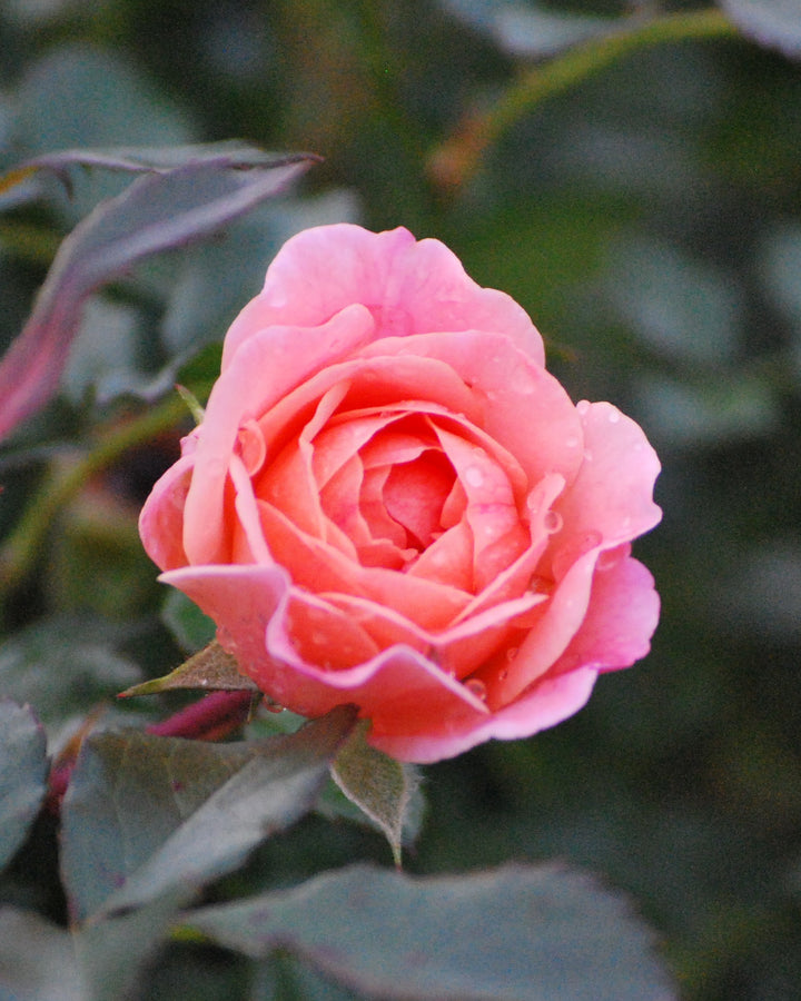 Rosa Apricot Drift®