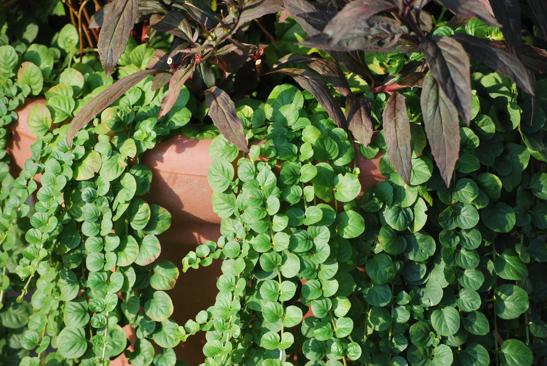 Lysimachia nummularia (Creeping Jenny)