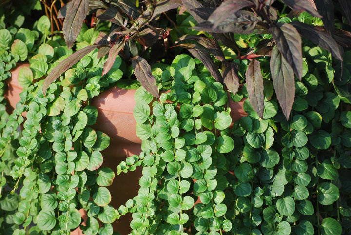 Lysimachia nummularia (Creeping Jenny)